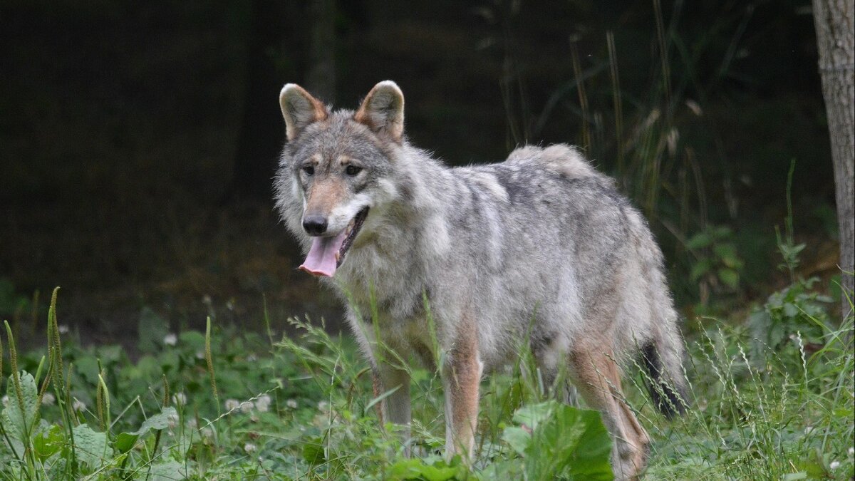 Dode wolf bij Stroe blijkt doodgeschoten