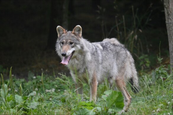 Dode wolf bij Stroe blijkt doodgeschoten