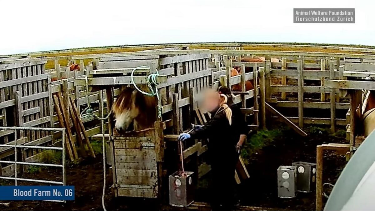 Drachtige paarden zwaar mishandeld voor hun bloed in IJsland
