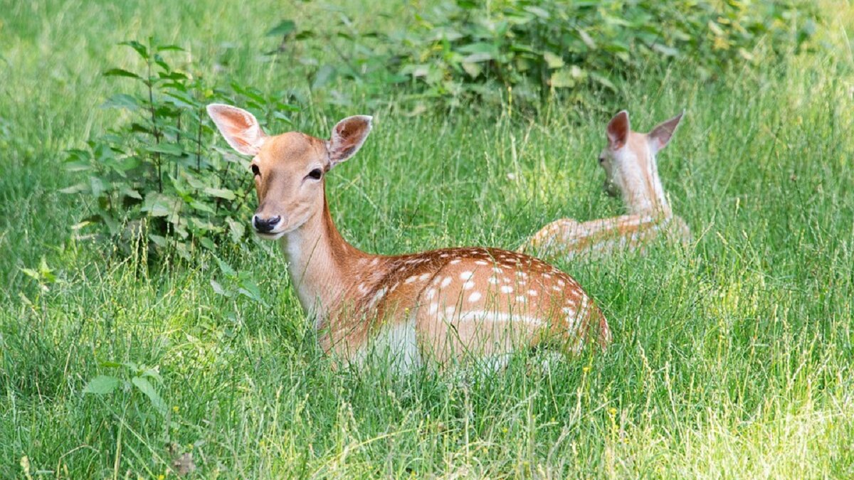 Alle damherten in de Hoeksche Waard krijgen de kogel