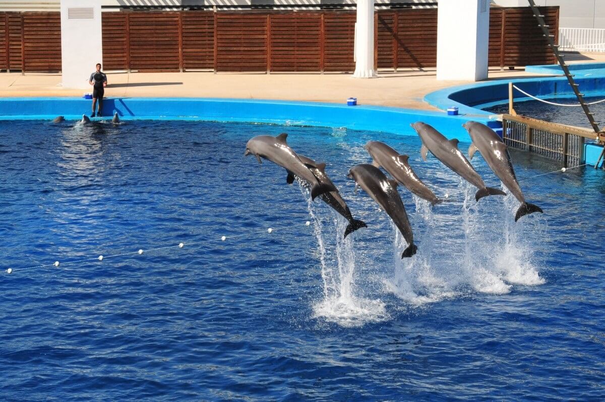 Expedia stopt reisaanbod met dolfijnenshows