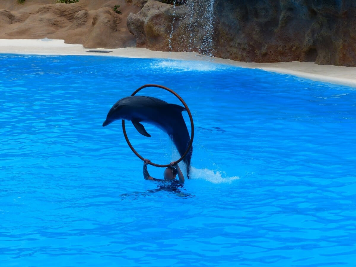 Expedia stopt reisaanbod met dolfijnenshows