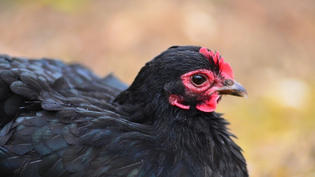 48.000 legkippen afgemaakt om vogelgriep in Lutjegast