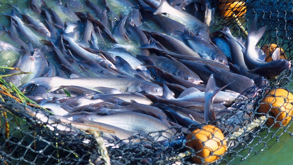 Geen controle op welzijn kweekvissen in VK