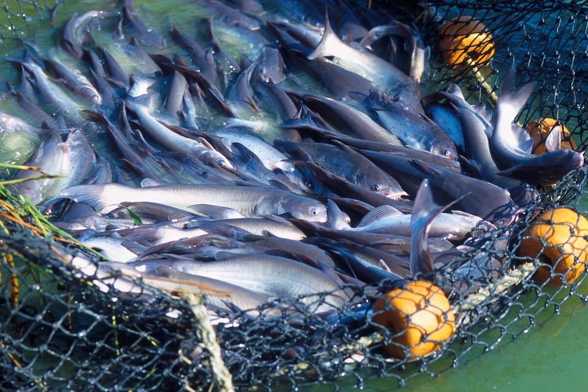 Geen controle op welzijn kweekvissen in VK