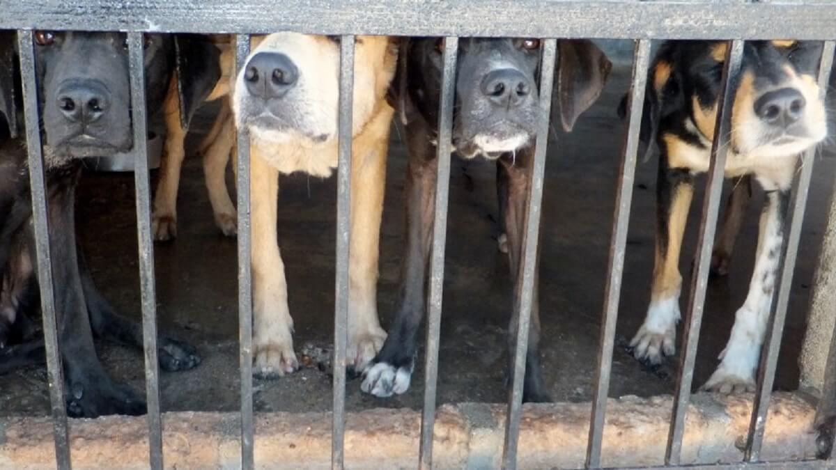 Eerste Indonesische veroordeling voor handel in hondenvlees