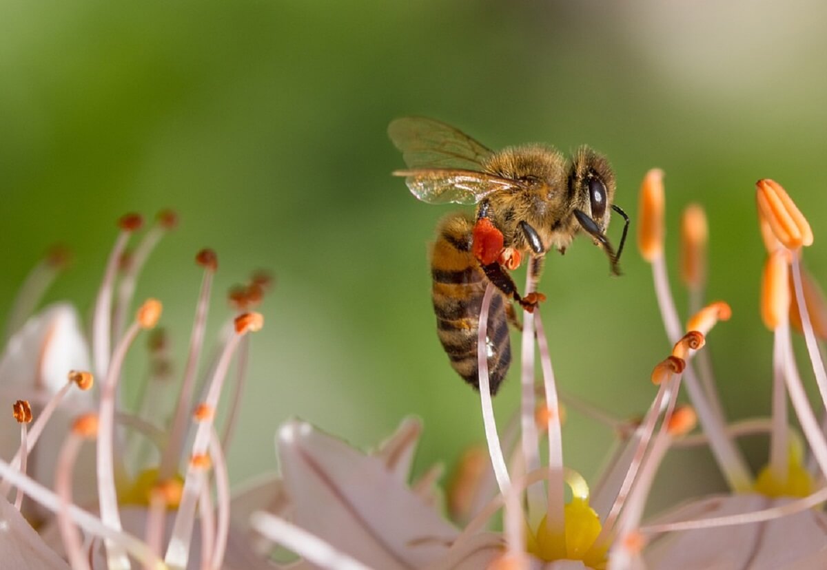 Honingbijen gebruiken sociale afstand als mijten de korf bedreigen