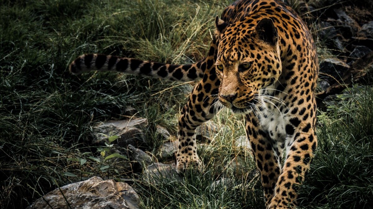Stropers doden nog altijd jaguars in Suriname