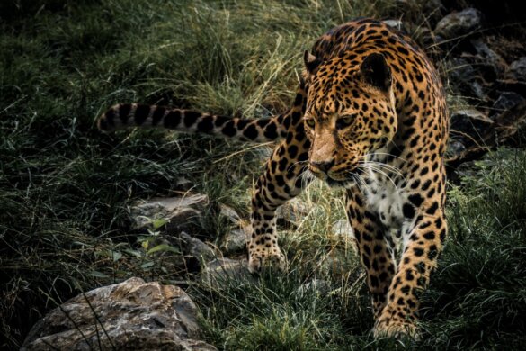 Stropers doden nog altijd jaguars in Suriname