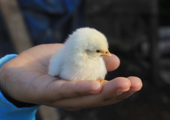 107.000 vleeskuikens afgemaakt om vogelgriep in Grootschermer