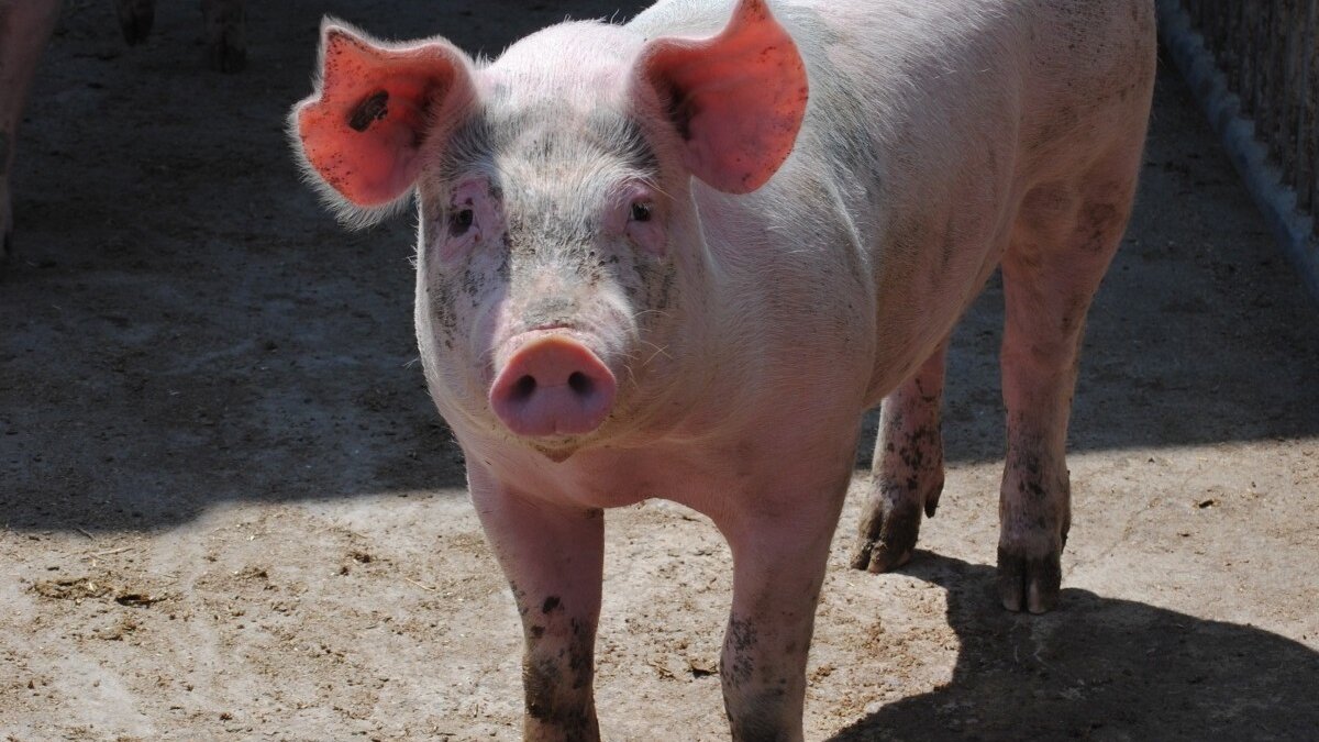 Afrikaanse varkenspest slaat weer toe in Duitsland
