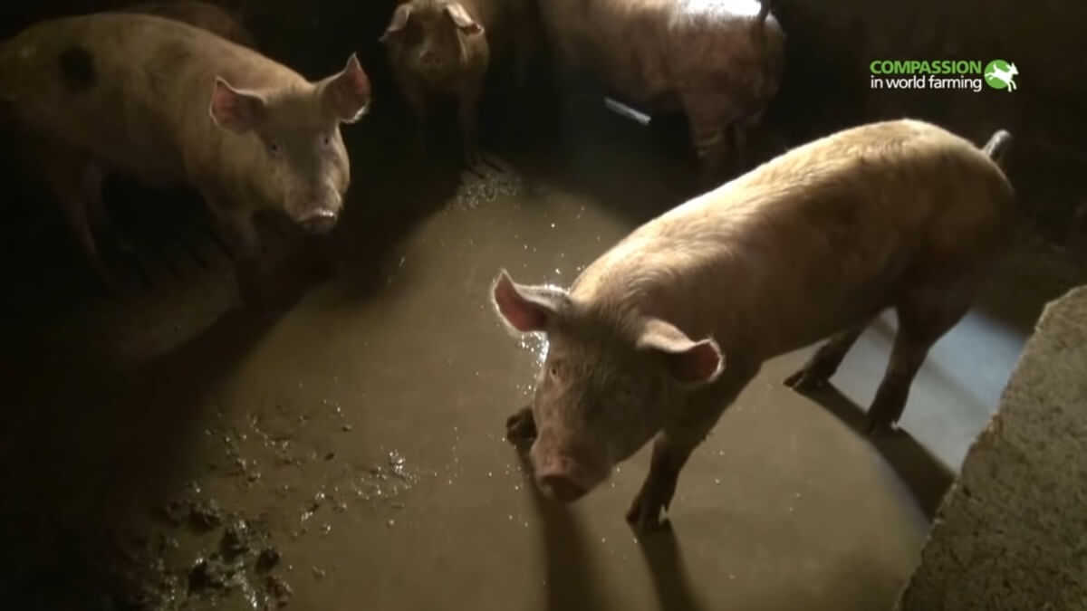 Dierenleed en vervuiling door varkensfabrieken in Spanje