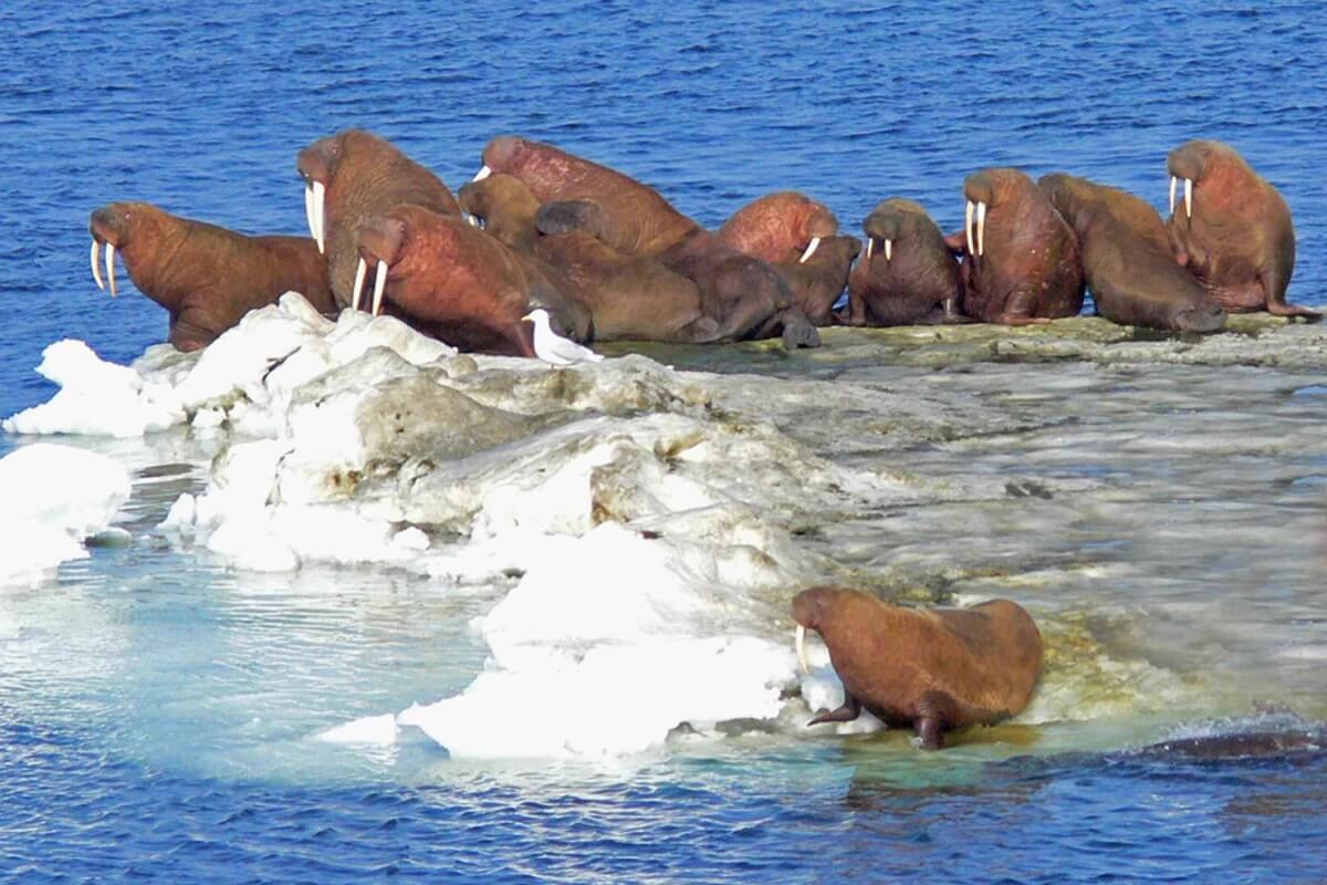 Wereldwalrusdag: Help mee walrussen tellen