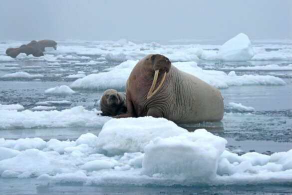 walrussen