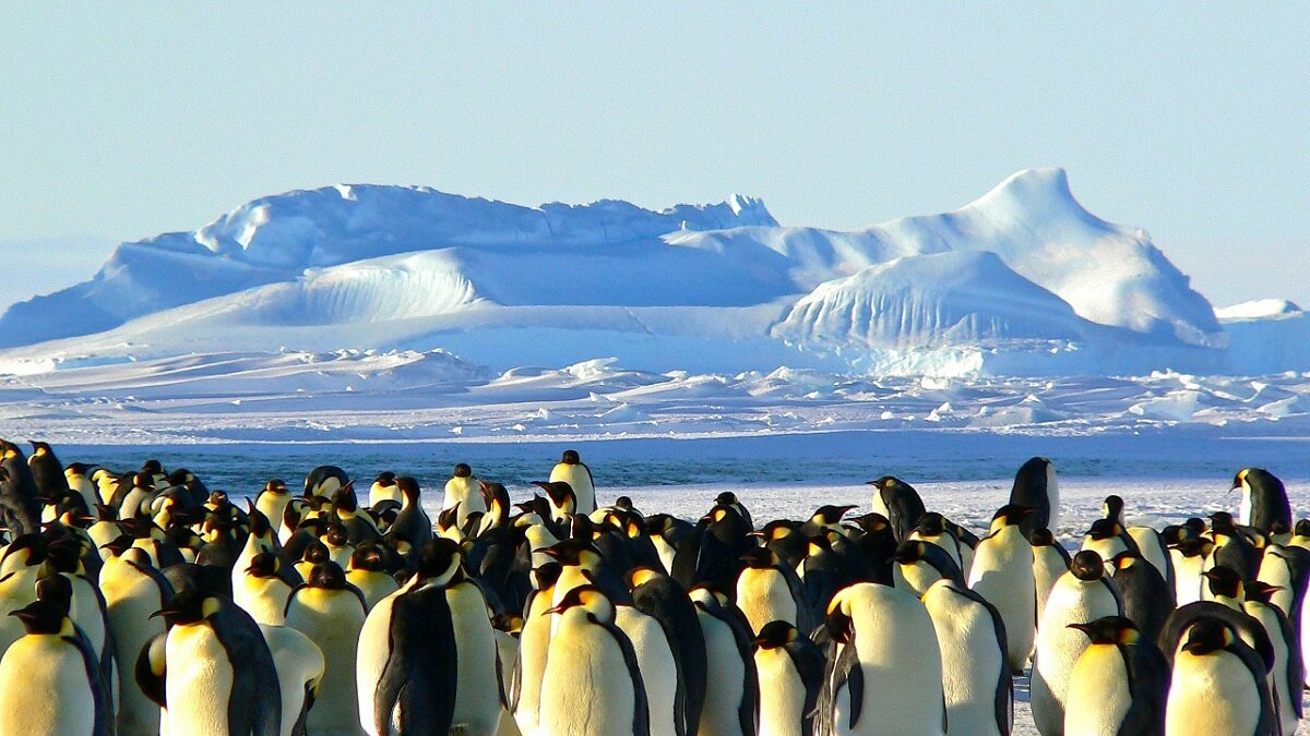 massasterfte in Antarctica