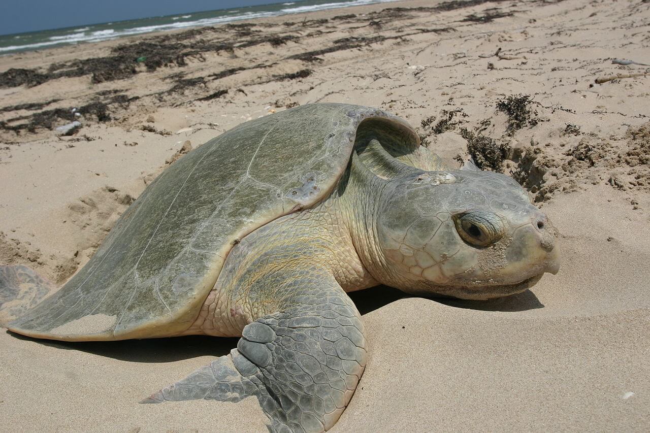 Bedreigde tropische zeeschildpad gered na storm Arwen