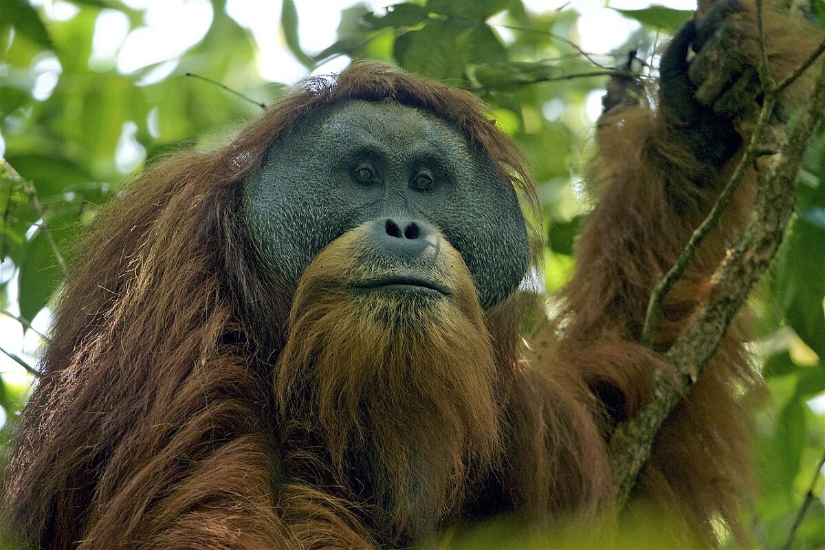 Zeldzame mensaap op Sumatra met uitsterven bedreigd