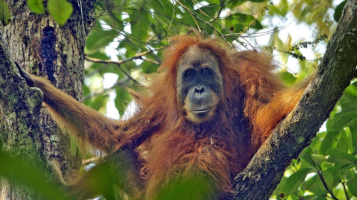 Zeldzame mensaap op Sumatra met uitsterven bedreigd