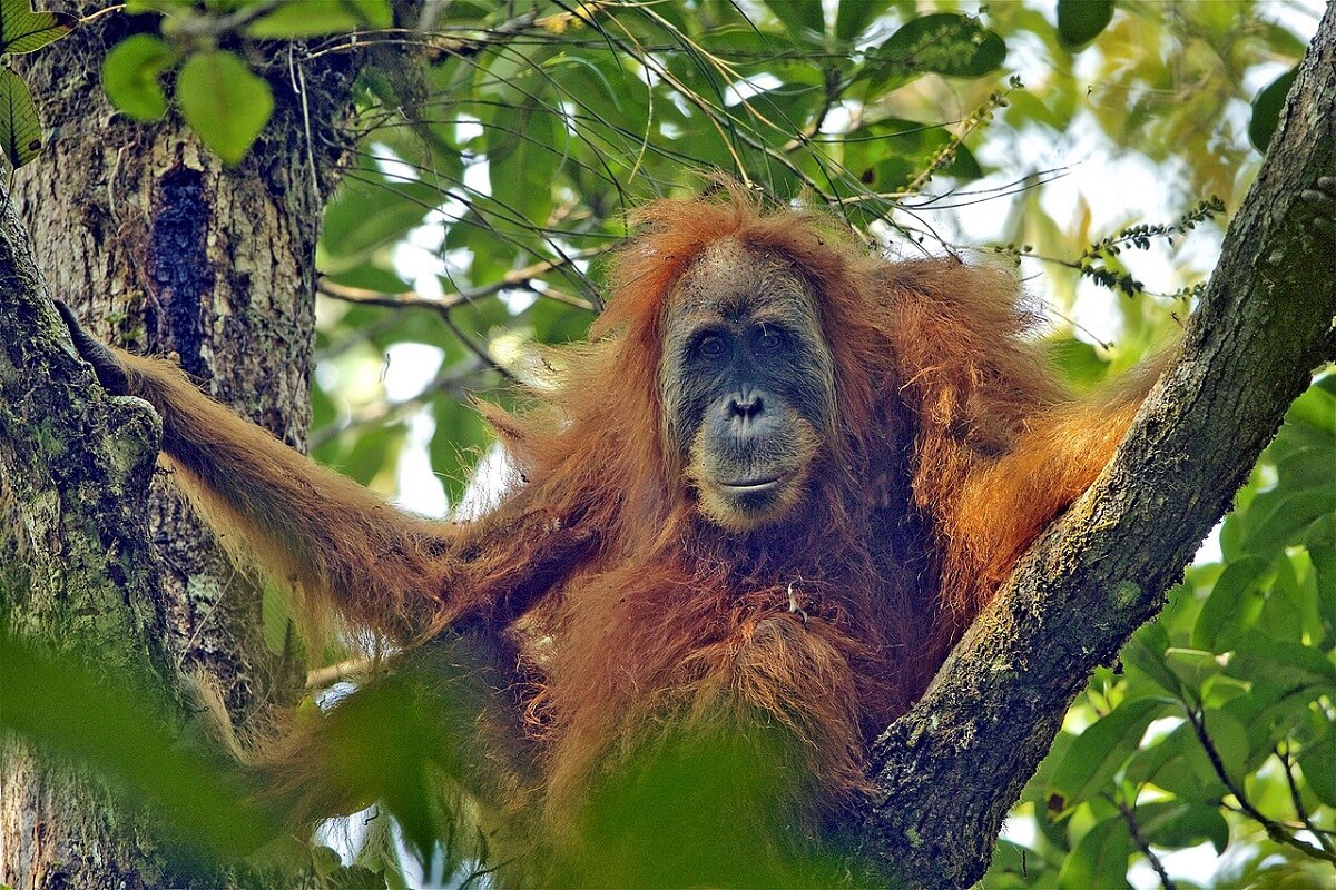 Kera besar langka di Sumatera terancam punah