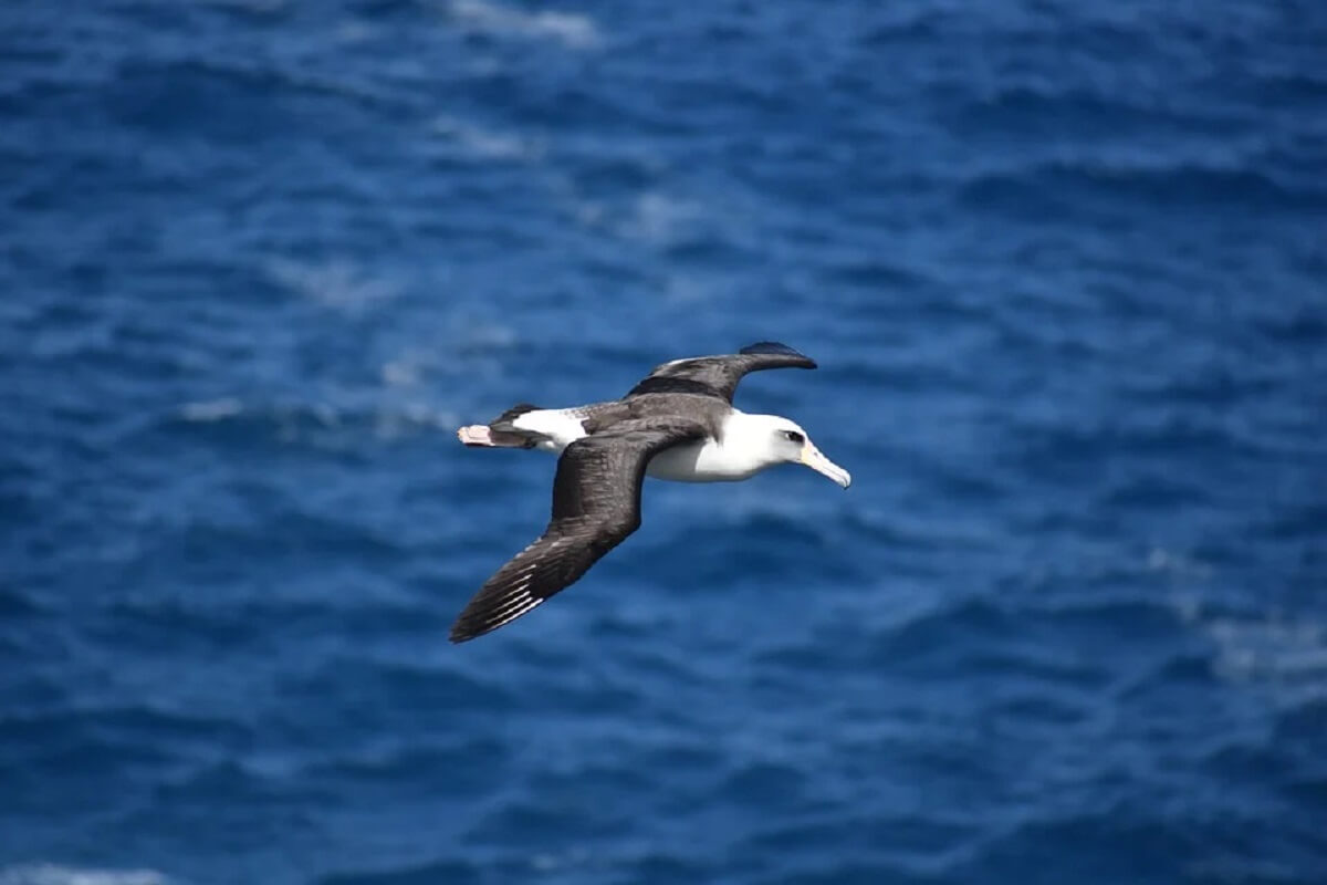 Monogame albatrossen scheiden vaker door klimaatverandering