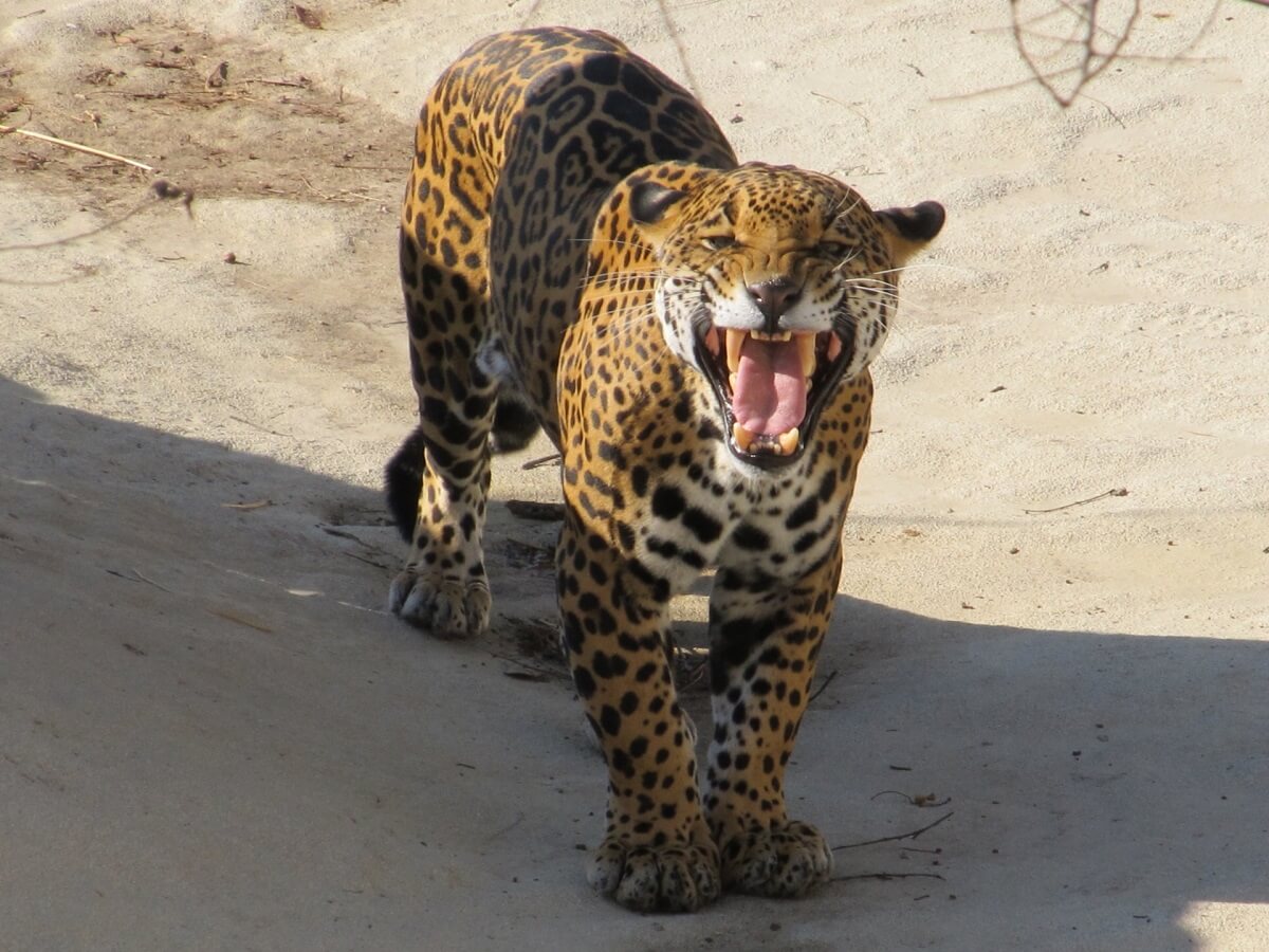 Aantal jaguars in Mexico neemt toe