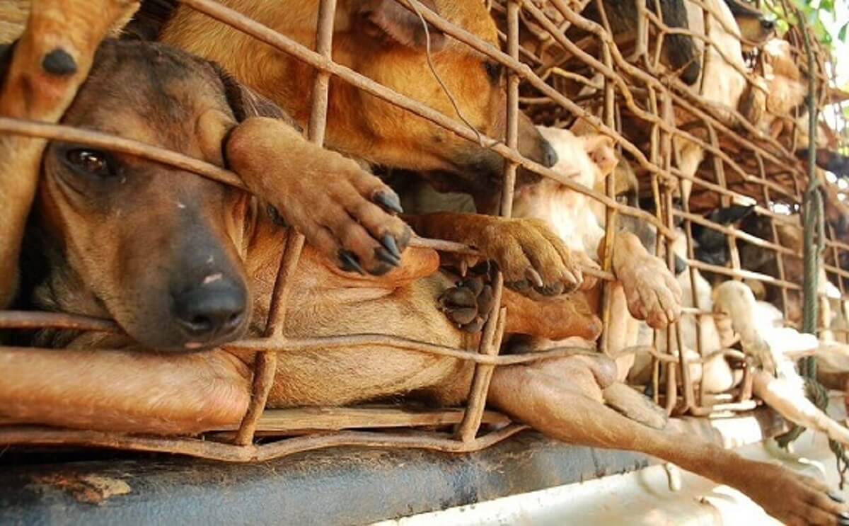 Vietnamese stad Hoi An belooft einde handel in honden- en kattenvlees