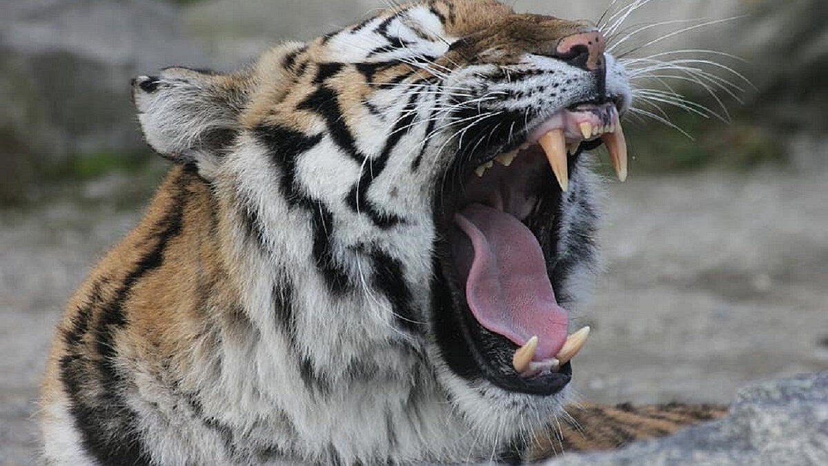 Eigenaar Tiger King Zoo mag nooit meer dieren tonen