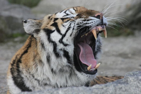 Eigenaar Tiger King Zoo mag nooit meer dieren tonen