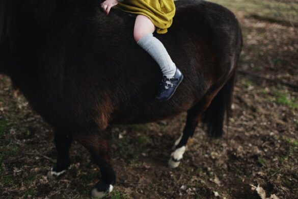 kind op pony