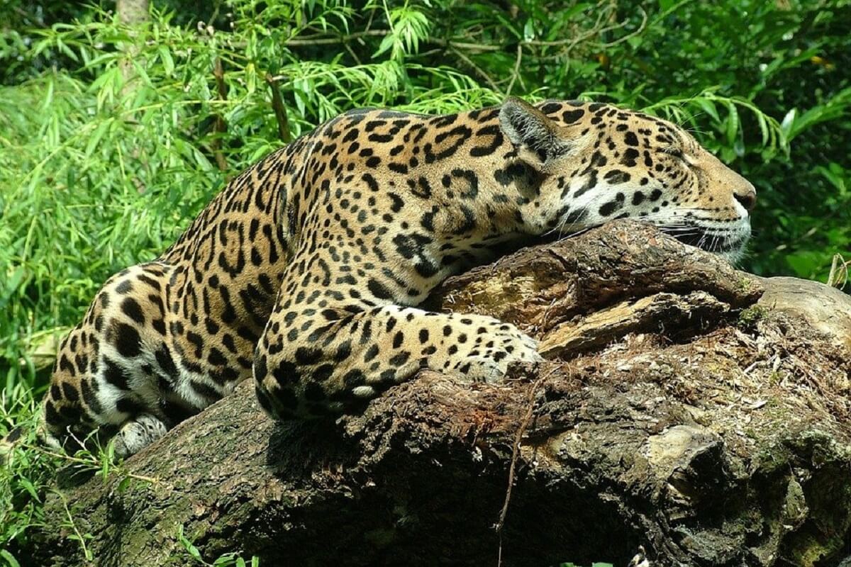 Aantal jaguars in Mexico neemt toe