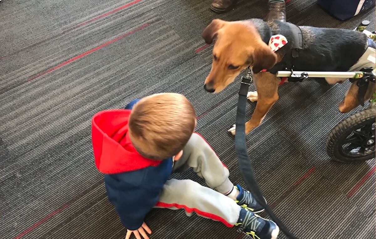 Therapiehond Boone in rolstoel held van 2021