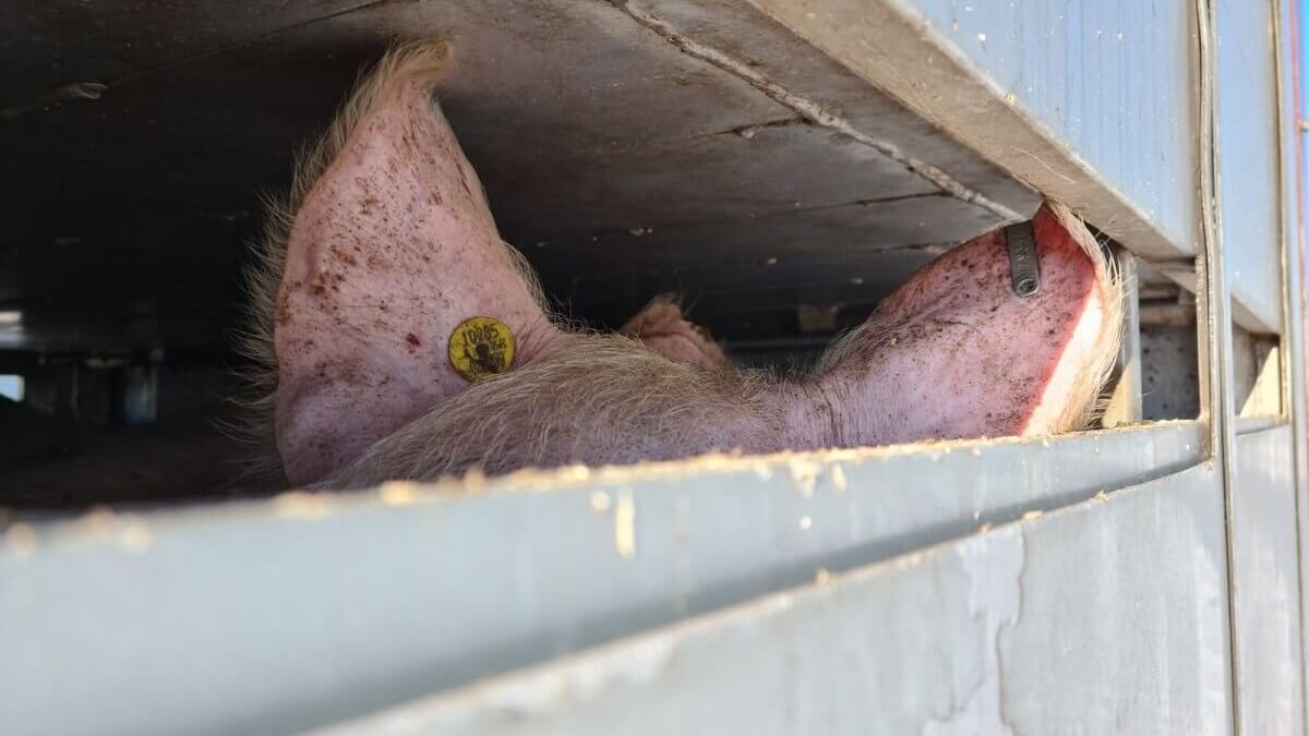 Nederlandse vrachtwagen met 900 varkens kantelt, 700 dood