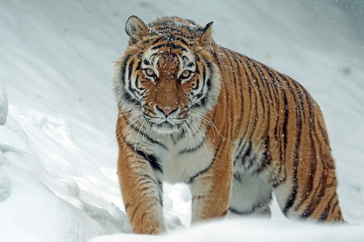 Siberische tijger