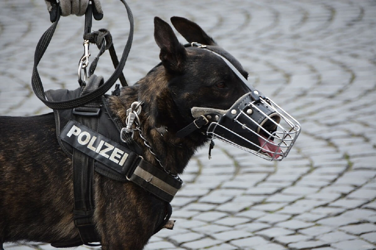 Duitse politiehonden na verbod prikhalsband - Today