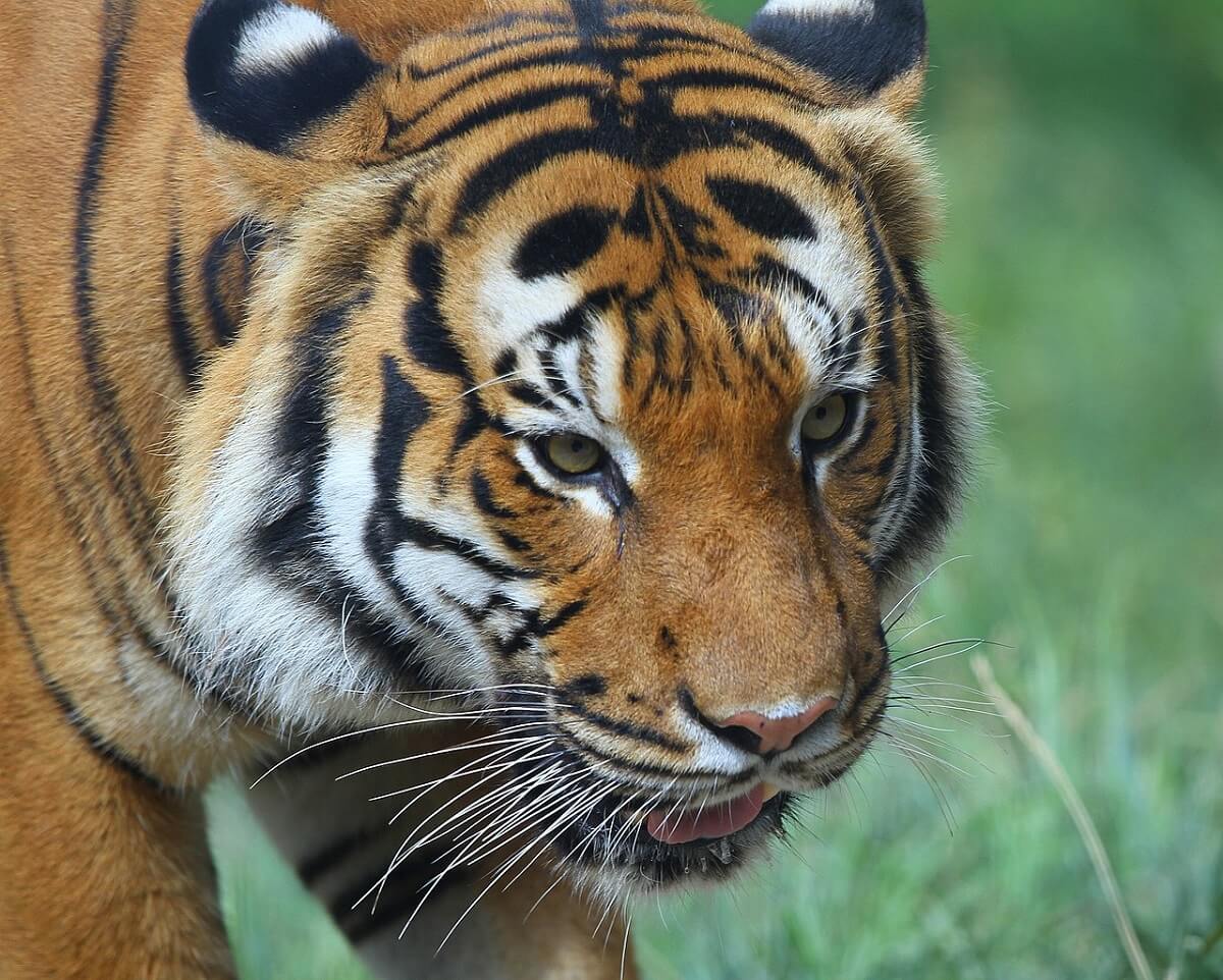 Veroorzaker dood tijger Eko hangt straf boven het hoofd (petitie)