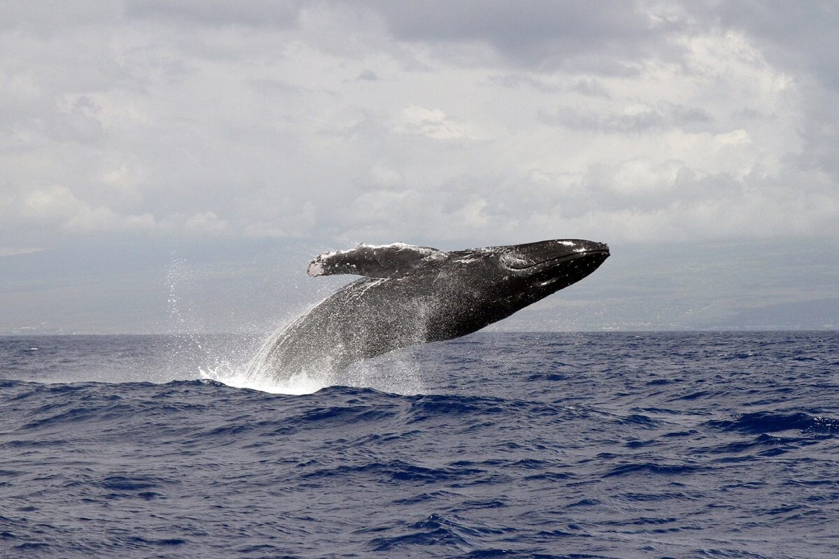 Waarschuwing voor toename walvissen in Britse wateren