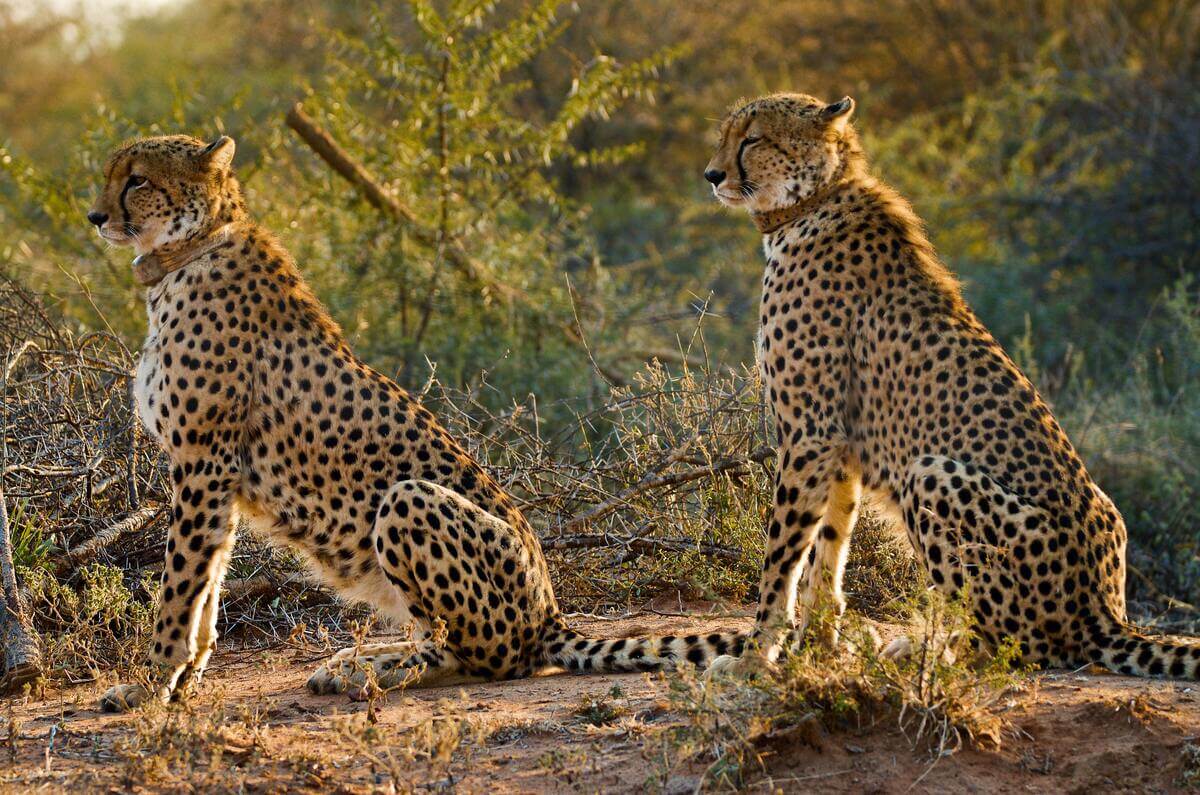 Wilde Afrikaanse cheeta’s overgeplaatst naar India