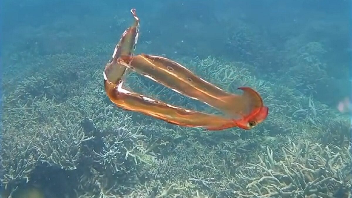 Zeldzame waarneming dekenoctopus in Great Barrier Reef