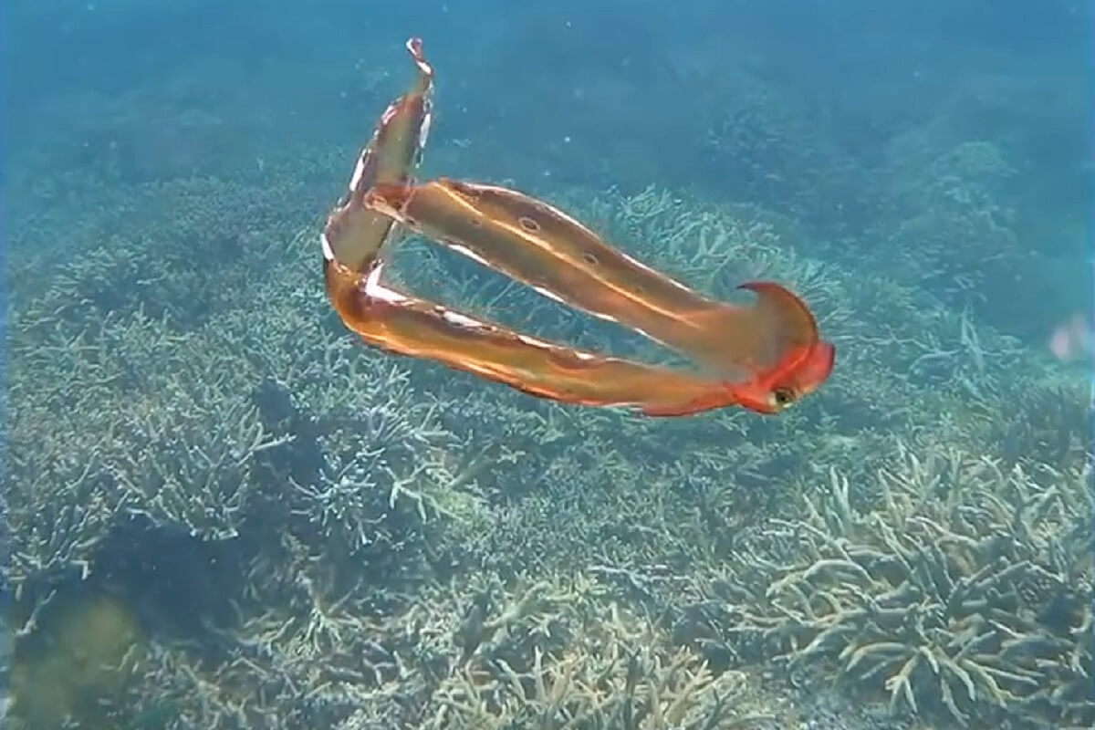 Zeldzame waarneming dekenoctopus in Great Barrier Reef