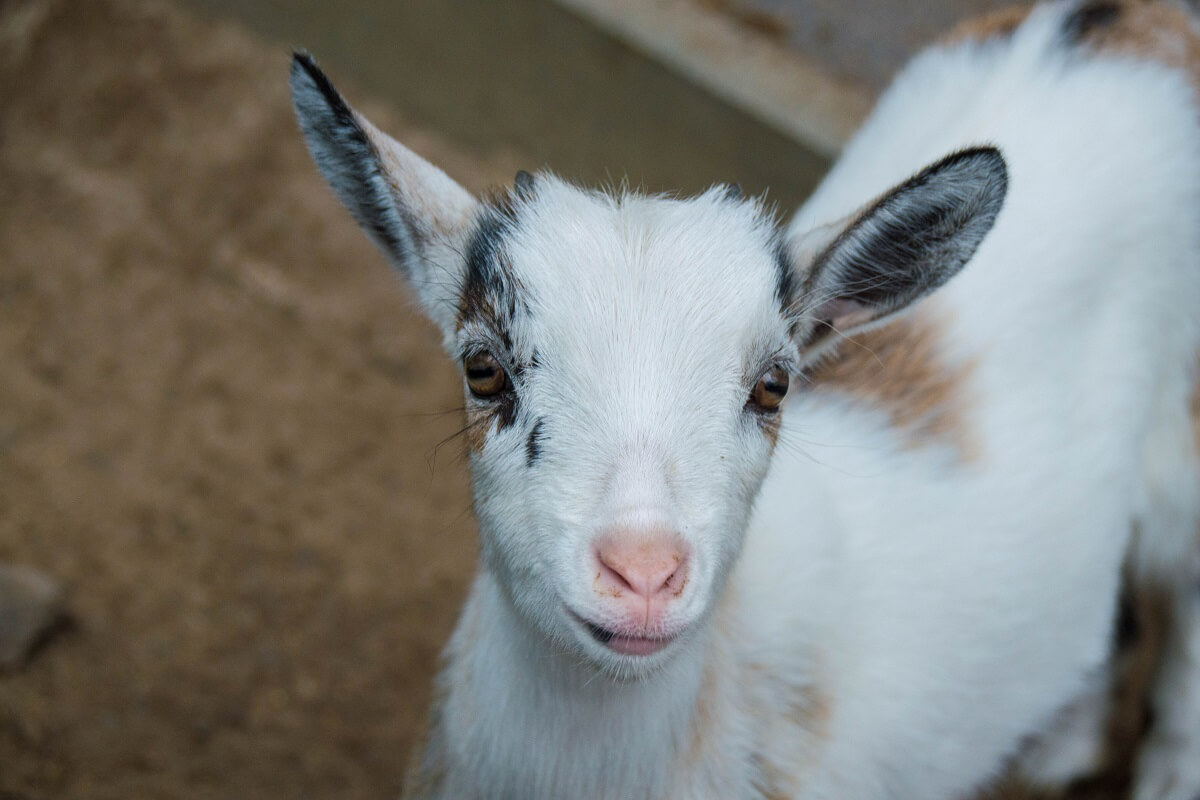 Eén op vijf pasgeboren geitjes binnen twee weken dood