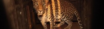 Verdwaalde luipaard gered uit Indiase veestal