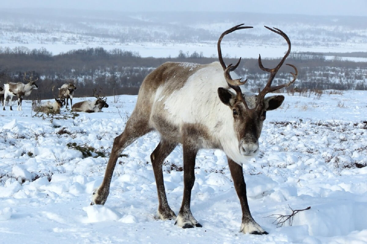 Klimaatverandering drijft rendieren Lapland zuidwaarts