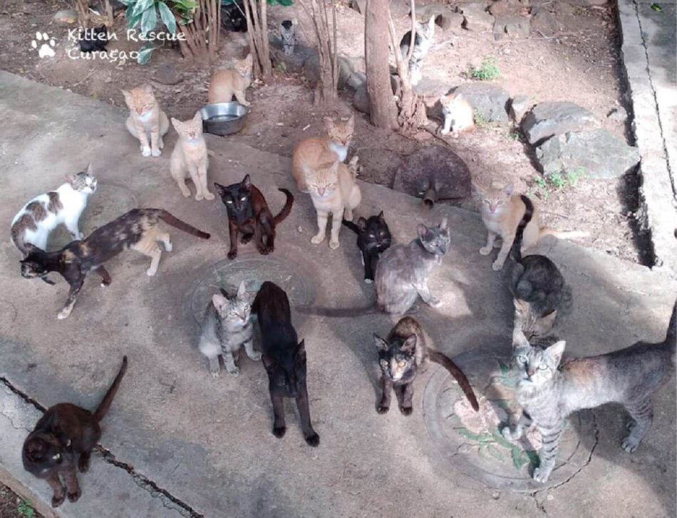 Curaçaose dierenbescherming gaat honden en katten doden