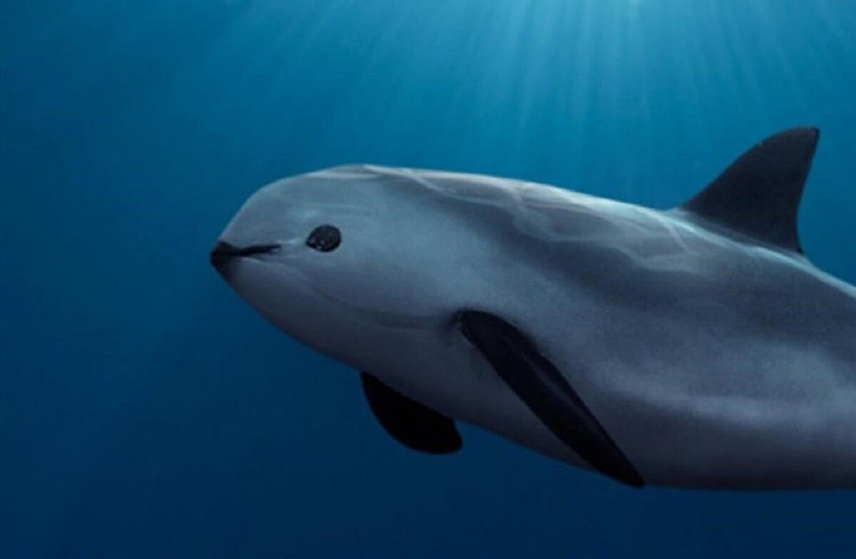 Mexicaanse marine wil met betonblokken de vaquita helpen