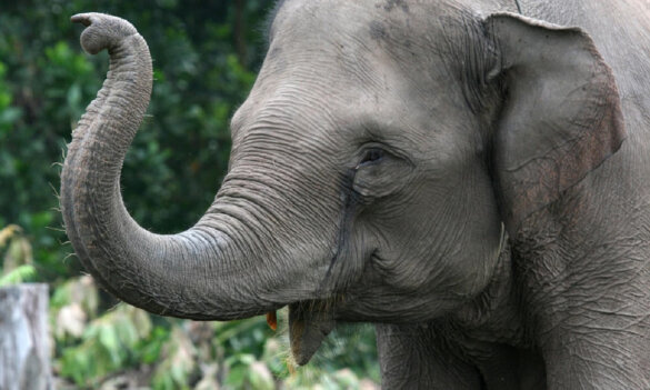 Sumatraanse olifant