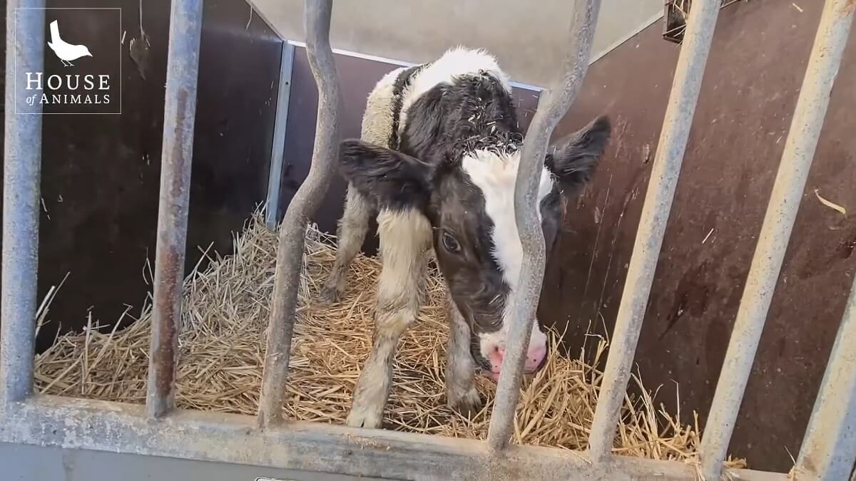 Kalfjesleed in Nederland