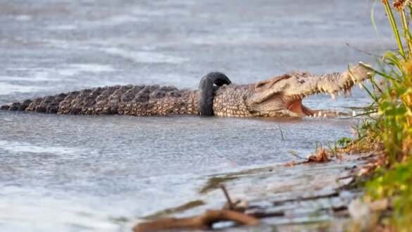 Krokodil leefde 6 jaar met een motorfietsband om zijn nek