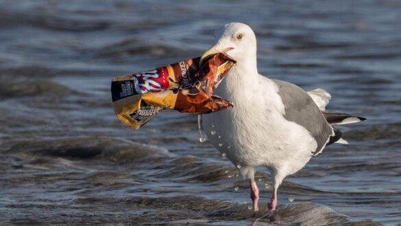 Meeuw met plastic afval in zee