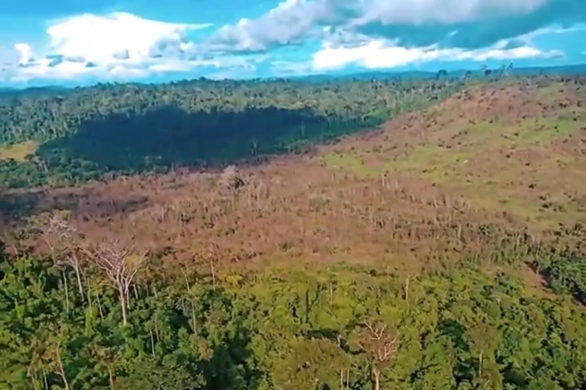 Gif vergemakkelijkt ontbossing Amazone-regenwoud