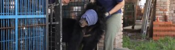 Negen Aziatische zwarte beren gered uit galboerderijen Vietnam